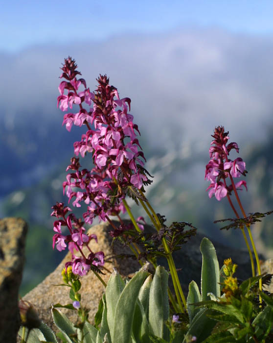 白馬岳 花の山旅100選