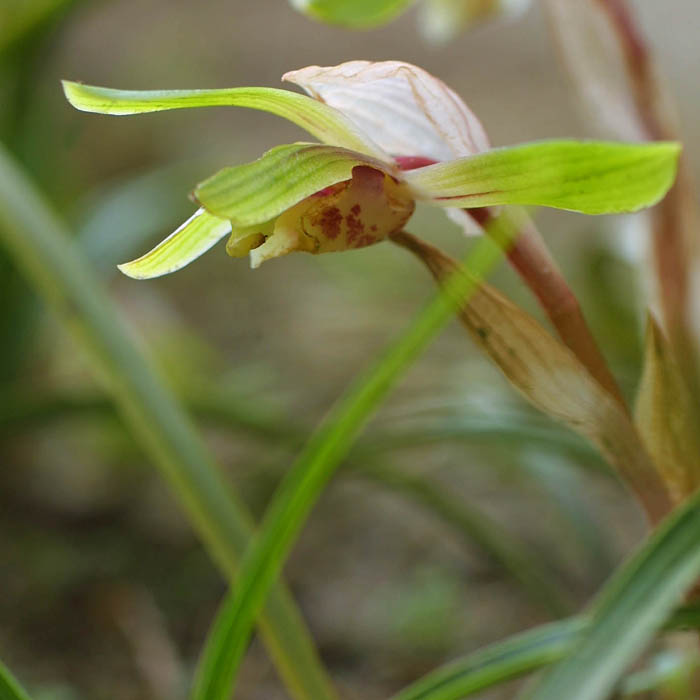 野生ラン 山野草名前検索