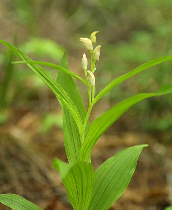 野生ラン 山野草名前検索