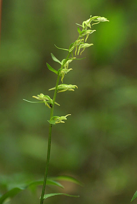 野生ラン 山野草名前検索