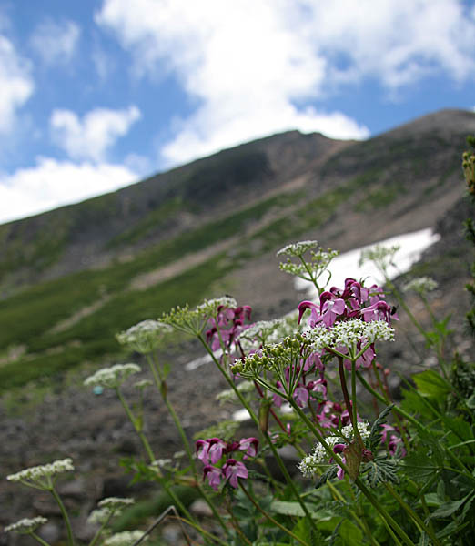 乗鞍岳 花の山旅