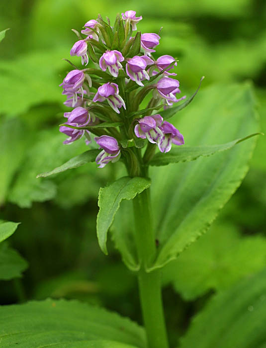 野生ラン 山野草名前検索